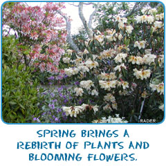 Spring brings a rebirth of plants and blooming flowers